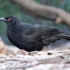 Corcorax melanorhamphos (White-winged Chough) at Belconnen, ACT - 23 May 2021 by PeteWoodall