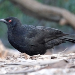 Corcorax melanorhamphos (White-winged Chough) at Lake Ginninderra - 23 May 2021 by PeteWoodall