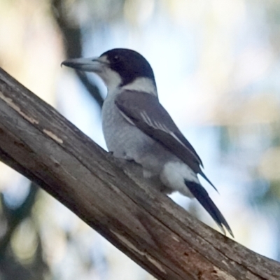 Cracticus torquatus (Grey Butcherbird) at Lake Ginninderra - 23 May 2021 by PeteWoodall