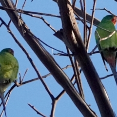 Lathamus discolor (Swift Parrot) at Lake Ginninderra - 23 May 2021 by PeteWoodall