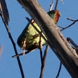 Lathamus discolor at Belconnen, ACT - 23 May 2021