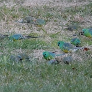 Psephotus haematonotus at Belconnen, ACT - 23 May 2021