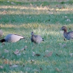 Chenonetta jubata (Australian Wood Duck) at Belconnen, ACT - 23 May 2021 by PeteWoodall