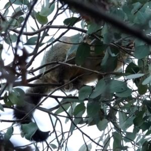 Trichosurus vulpecula at Belconnen, ACT - 23 May 2021