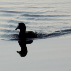 Fulica atra (Eurasian Coot) at Belconnen, ACT - 23 May 2021 by PeteWoodall