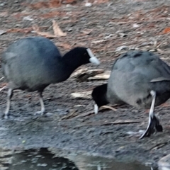 Fulica atra at Belconnen, ACT - 23 May 2021 04:51 PM