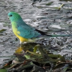 Psephotus haematonotus (Red-rumped Parrot) at Belconnen, ACT - 23 May 2021 by PeteWoodall