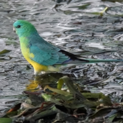 Psephotus haematonotus (Red-rumped Parrot) at Lake Ginninderra - 23 May 2021 by PeteWoodall