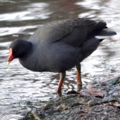 Gallinula tenebrosa (Dusky Moorhen) at Lake Ginninderra - 23 May 2021 by PeteWoodall