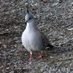 Ocyphaps lophotes (Crested Pigeon) at Belconnen, ACT - 23 May 2021 by PeteWoodall