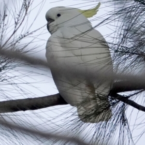 Cacatua galerita at Belconnen, ACT - 23 May 2021 04:52 PM