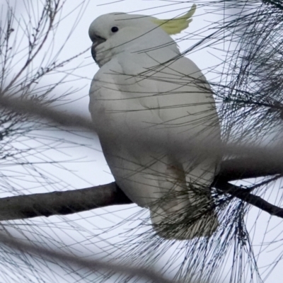 Cacatua galerita (Sulphur-crested Cockatoo) at Belconnen, ACT - 23 May 2021 by PeteWoodall