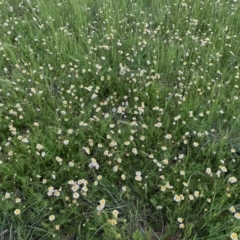 Calotis anthemoides (Chamomile Burr-daisy) at Isabella Plains, ACT - 15 Oct 2021 by MattS