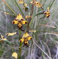 Diuris pardina (Leopard Doubletail) at Hackett, ACT - 15 Oct 2021 by rosiecooney