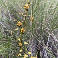 Diuris pardina at Hackett, ACT - suppressed