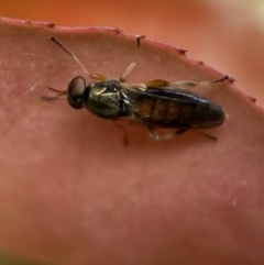 Australoactina sp. (genus) (Soldier fly) at Jerrabomberra, NSW - 15 Oct 2021 by Steve_Bok