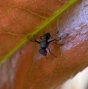 Pogonortalis doclea at Jerrabomberra, NSW - suppressed