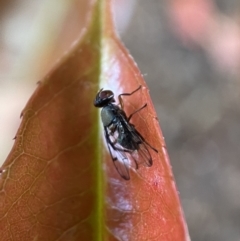 Pogonortalis doclea at Jerrabomberra, NSW - suppressed