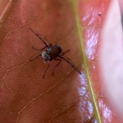 Pogonortalis doclea at Jerrabomberra, NSW - suppressed