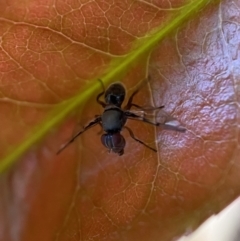 Pogonortalis doclea at Jerrabomberra, NSW - suppressed