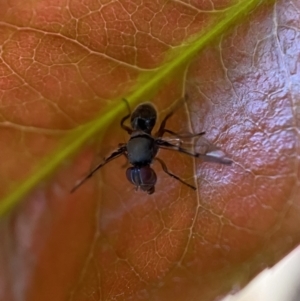 Pogonortalis doclea at Jerrabomberra, NSW - suppressed