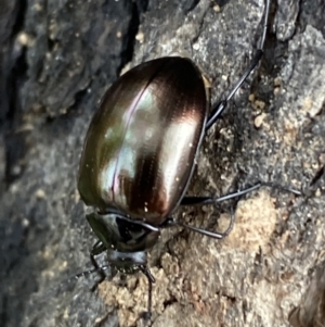 Chalcopteroides spectabilis at Jerrabomberra, NSW - 15 Oct 2021