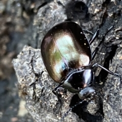 Chalcopteroides spectabilis at Jerrabomberra, NSW - 15 Oct 2021