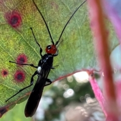 Callibracon capitator (White Flank Black Braconid Wasp) at Murrumbateman, NSW - 15 Oct 2021 by SimoneC