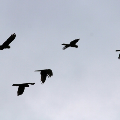 Zanda funerea (Yellow-tailed Black-Cockatoo) at Yackandandah, VIC - 14 Oct 2021 by KylieWaldon