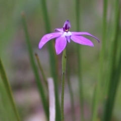 Glossodia major (Wax Lip Orchid) at Yackandandah, VIC - 15 Oct 2021 by KylieWaldon