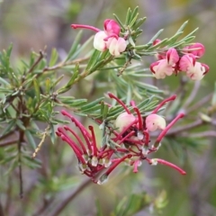 Grevillea lanigera (Woolly Grevillea) at Yackandandah, VIC - 15 Oct 2021 by KylieWaldon