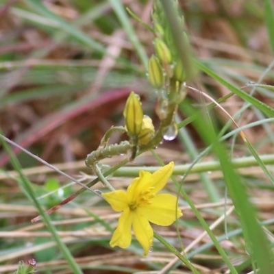 Bulbine bulbosa at Yackandandah, VIC - 15 Oct 2021 by KylieWaldon