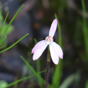 Caladenia fuscata at Cook, ACT - suppressed