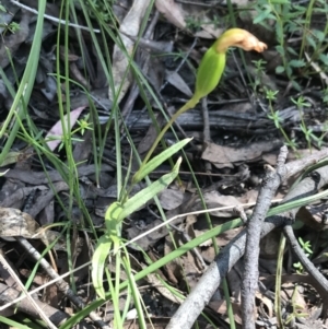 Bunochilus sp. at Paddys River, ACT - suppressed