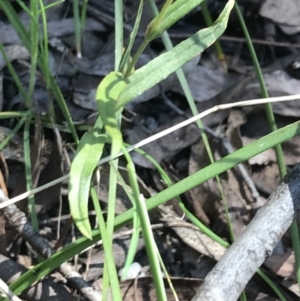 Bunochilus sp. at Paddys River, ACT - suppressed