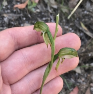 Bunochilus montanus (ACT) = Pterostylis jonesii (NSW) at Paddys River, ACT - suppressed