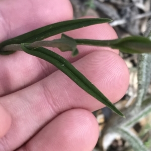 Bunochilus montanus (ACT) = Pterostylis jonesii (NSW) at Paddys River, ACT - suppressed