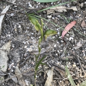 Bunochilus montanus (ACT) = Pterostylis jonesii (NSW) at Paddys River, ACT - suppressed