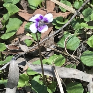 Viola hederacea at Paddys River, ACT - 9 Oct 2021