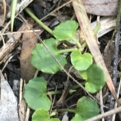 Viola hederacea at Paddys River, ACT - 9 Oct 2021