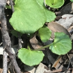 Viola hederacea at Paddys River, ACT - 9 Oct 2021