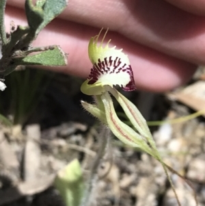 Caladenia parva at Paddys River, ACT - 9 Oct 2021