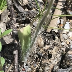 Caladenia parva at Paddys River, ACT - 9 Oct 2021