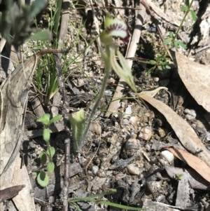 Caladenia parva at Paddys River, ACT - 9 Oct 2021