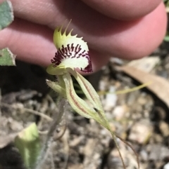 Caladenia parva at Paddys River, ACT - 9 Oct 2021