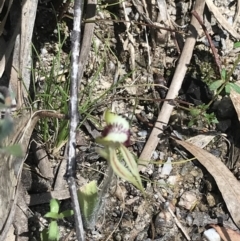 Caladenia parva at Paddys River, ACT - 9 Oct 2021