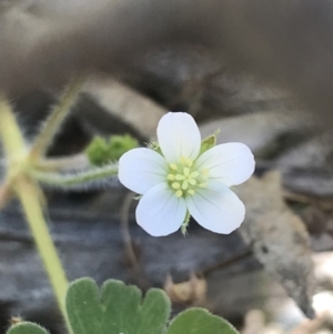 Geranium solanderi var. solanderi at Paddys River, ACT - 9 Oct 2021