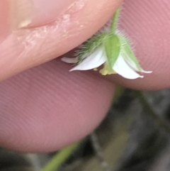 Geranium solanderi var. solanderi at Paddys River, ACT - 9 Oct 2021