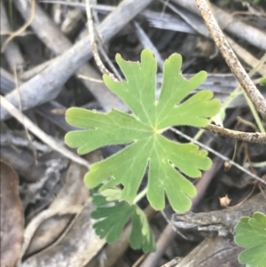 Geranium solanderi var. solanderi at Paddys River, ACT - 9 Oct 2021