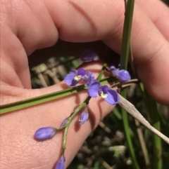 Comesperma volubile (Love Creeper) at Paddys River, ACT - 9 Oct 2021 by Tapirlord